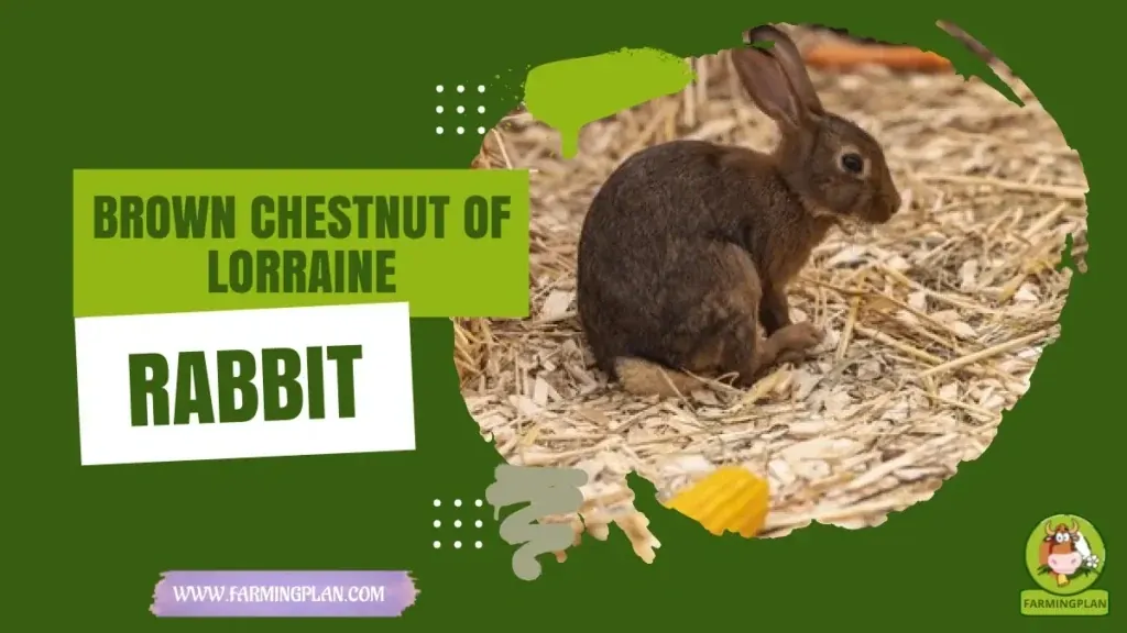 Brown Chestnut Lorraine Rabbit characteristics, agricultural utility and breed care guide