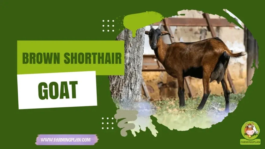 Brown Shorthair Goat characteristics, agricultural utility and breed care guide