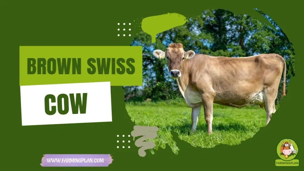 Brown Swiss Cow - Farming & Breed Profile Brown Swiss Cow characteristics, agricultural utility and breed care guide