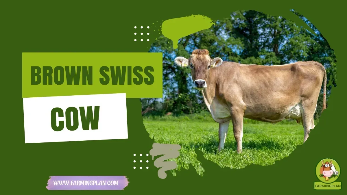 Brown Swiss Cow characteristics, agricultural utility and breed care guide