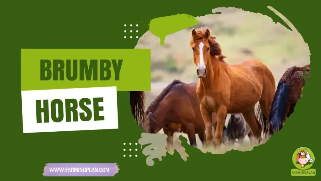 Brumby Horse characteristics, agricultural utility and breed care guide