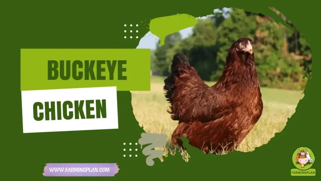 Buckeye Chicken characteristics, agricultural utility and breed care guide