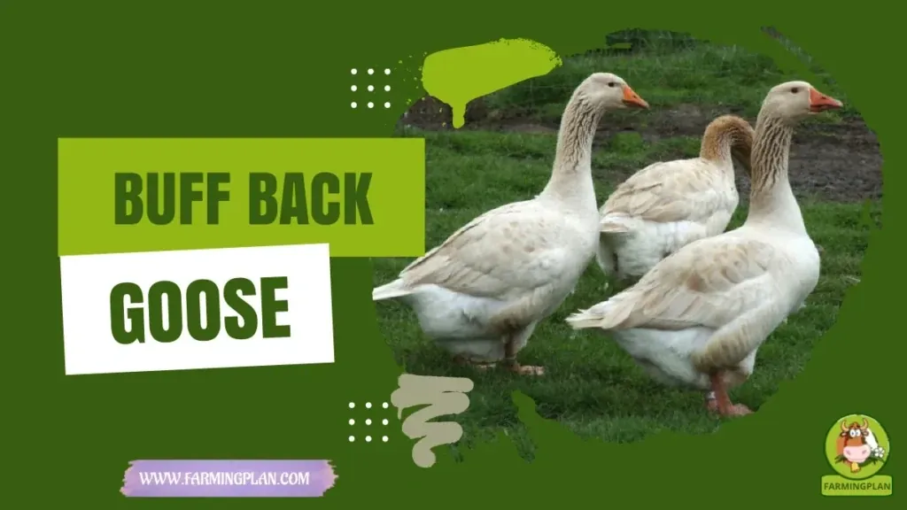 Buff Back Goose characteristics, agricultural utility and breed care guide