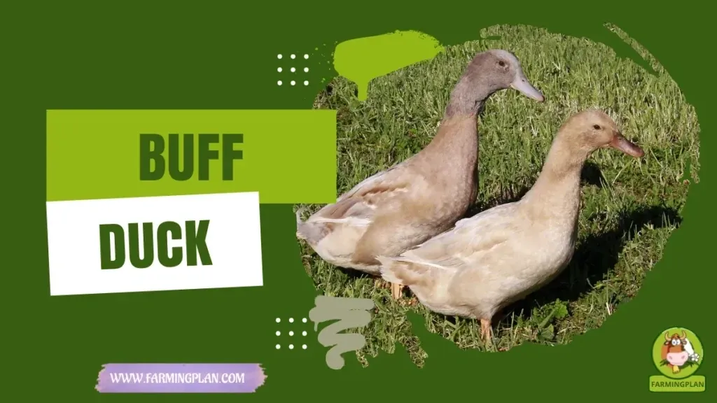 Buff Duck characteristics, agricultural utility and breed care guide