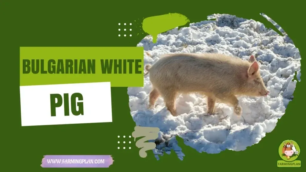 Bulgarian White Pig - Farming & Breed Profile Bulgarian White Pig characteristics, agricultural utility and breed care guide