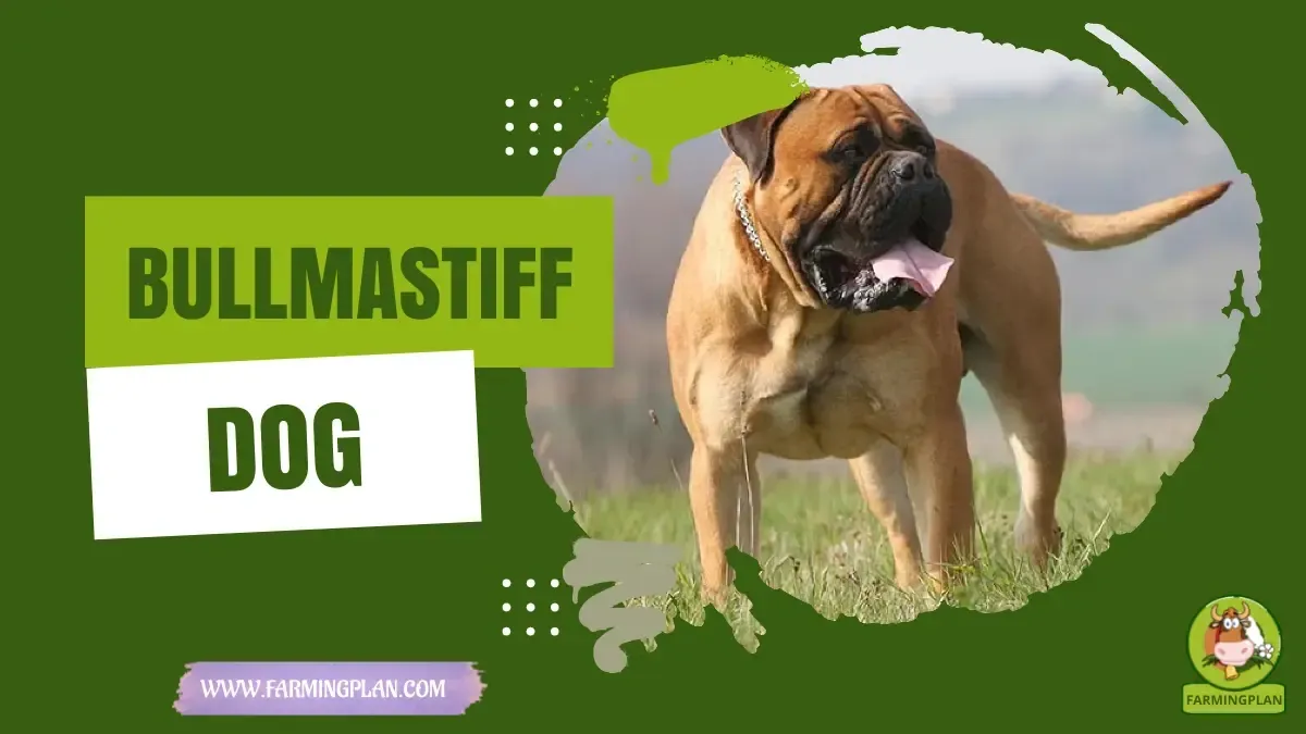 Bullmastiff Dog characteristics, agricultural utility and breed care guide