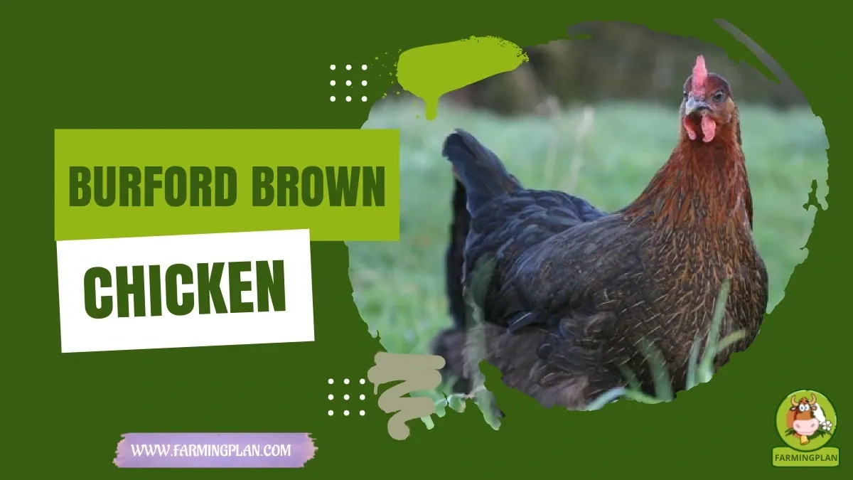Burford Brown Chicken - Farming & Breed Profile burford brown chicken
