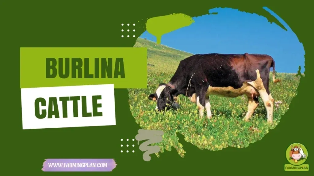 Burlina Cattle characteristics, agricultural utility and breed care guide