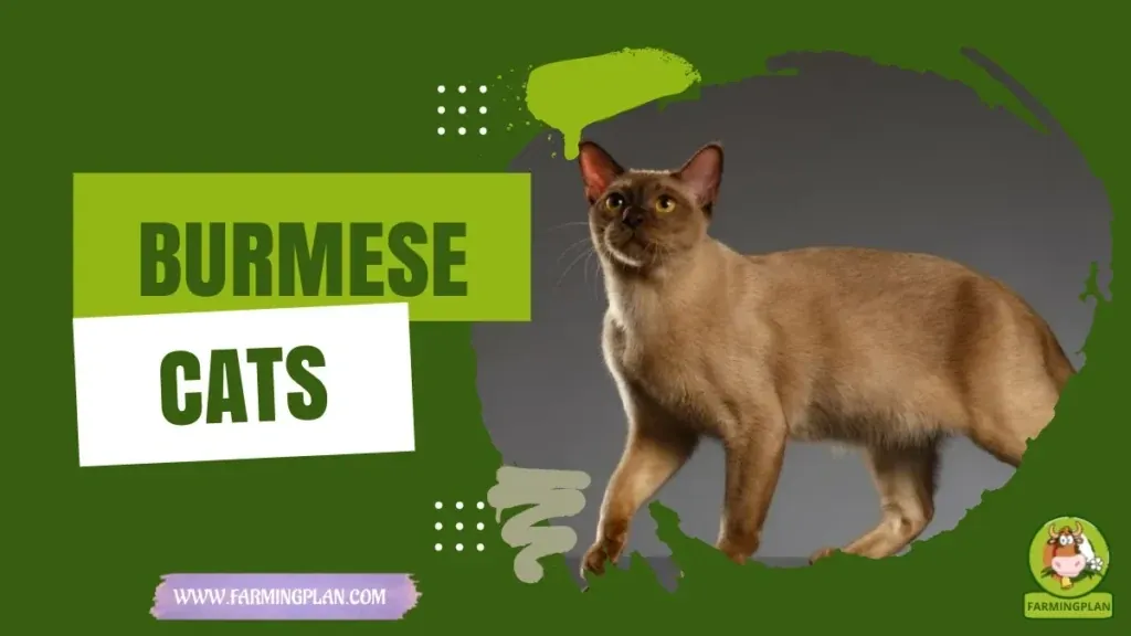 Burmese Cat characteristics, agricultural utility and breed care guide