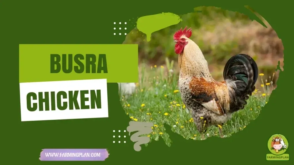 Busra Chicken characteristics, agricultural utility and breed care guide