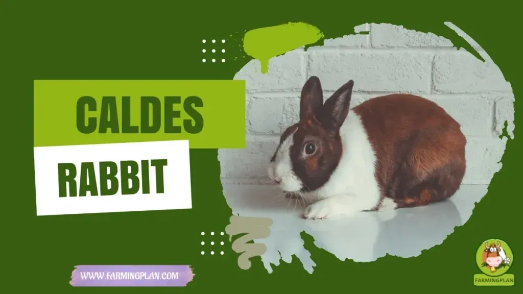 Caldes Rabbit characteristics, agricultural utility and breed care guide