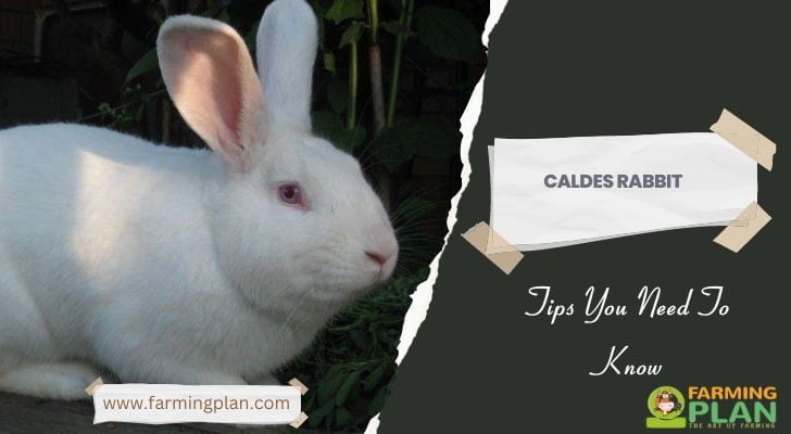 Caldes Rabbit