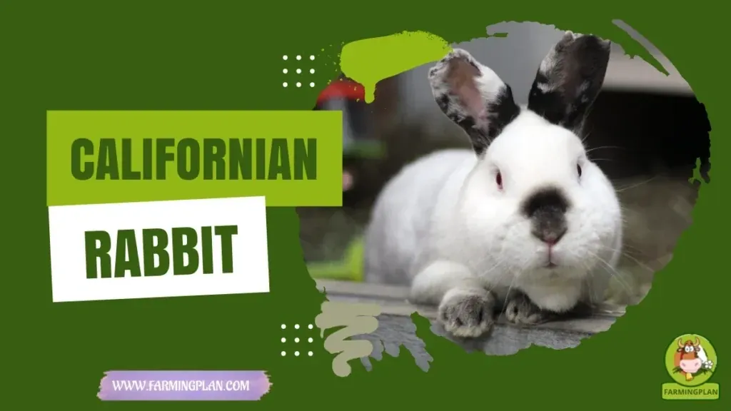 Californian Rabbit characteristics, agricultural utility and breed care guide
