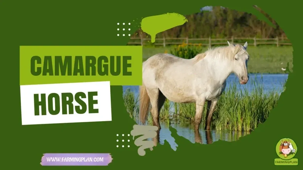 Camargue Horse Care characteristics, agricultural utility and breed care guide