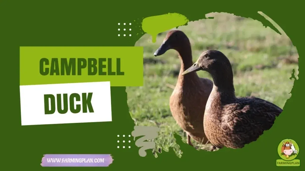 Campbell Duck characteristics, agricultural utility and breed care guide