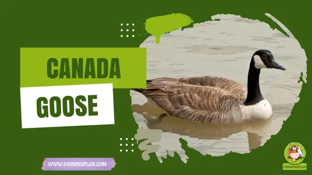 Canada Goose characteristics, agricultural utility and breed care guide
