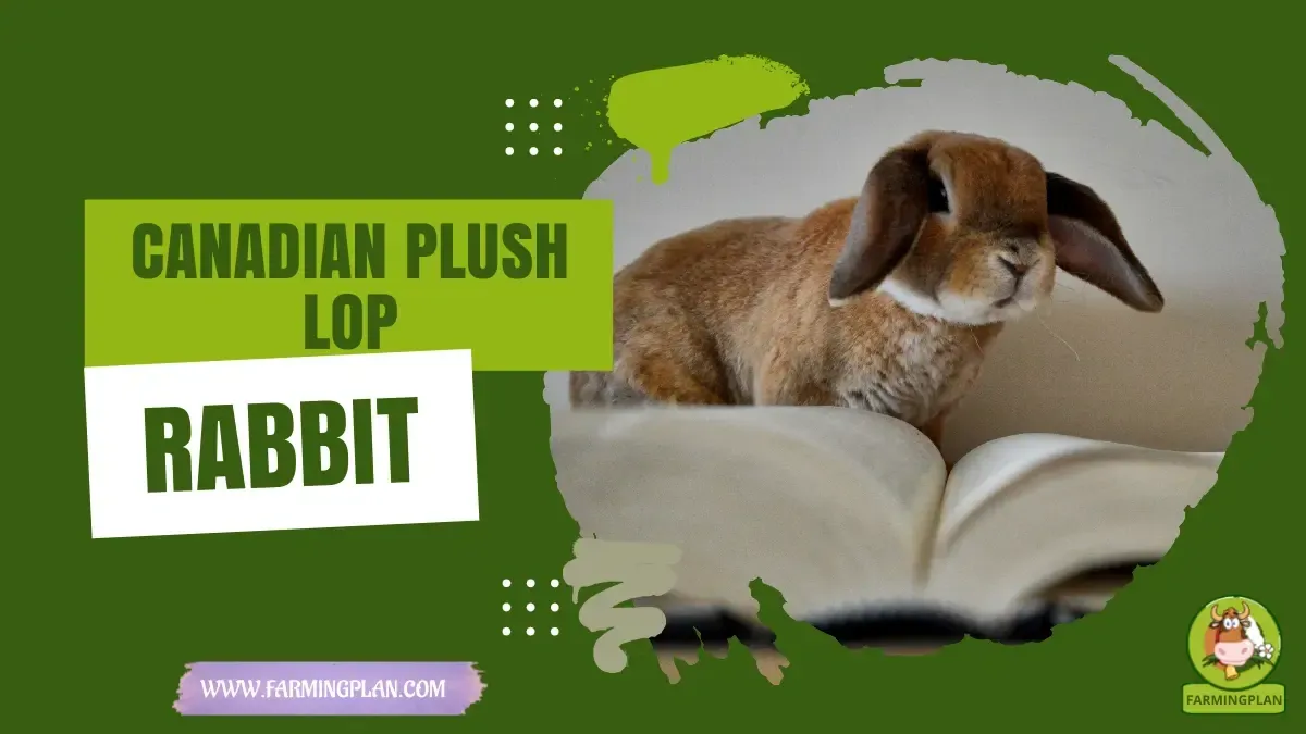 canadian plush lop rabbit