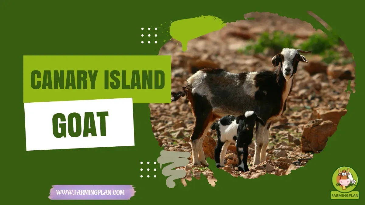 Canary Island Goat characteristics, agricultural utility and breed care guide
