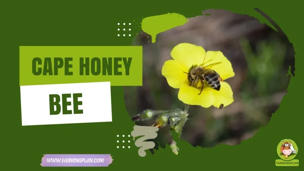 Cape Honey Bee - Farming & Breed Profile Cape Honey Bee characteristics, agricultural utility and breed care guide