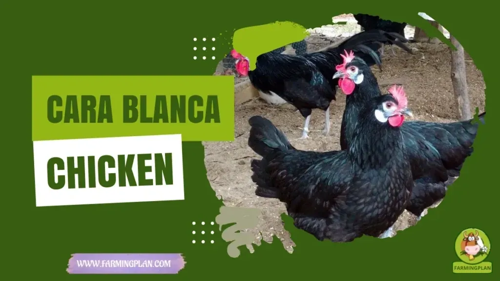 Cara Blanca Chicken characteristics, agricultural utility and breed care guide