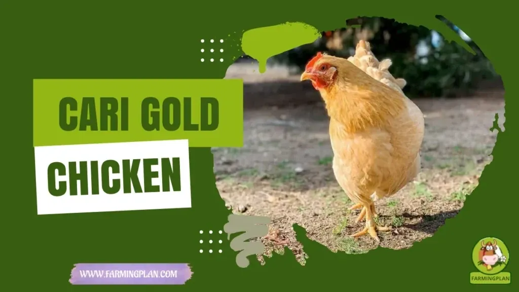 Cari Gold Chicken characteristics, agricultural utility and breed care guide