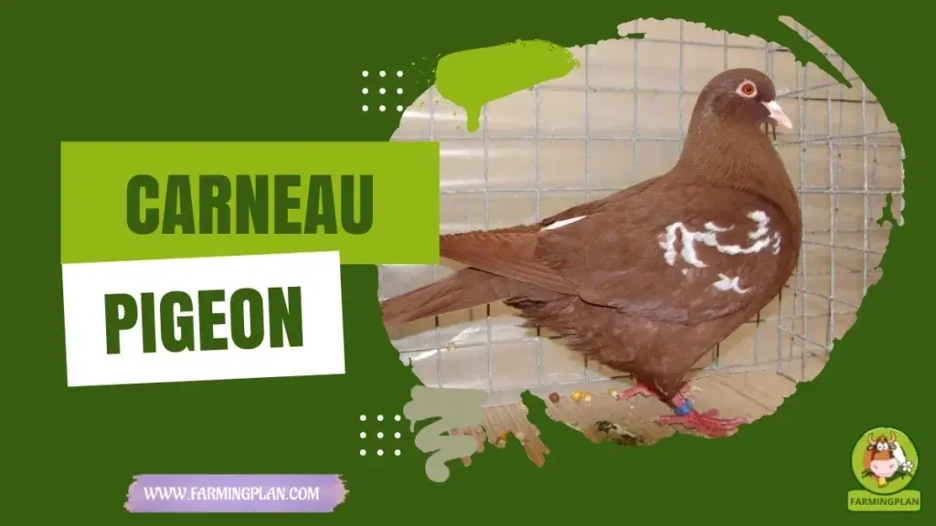 Carneau Pigeon characteristics, agricultural utility and breed care guide