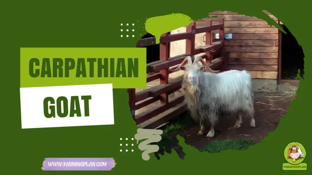 Carpathian Goat characteristics, agricultural utility and breed care guide