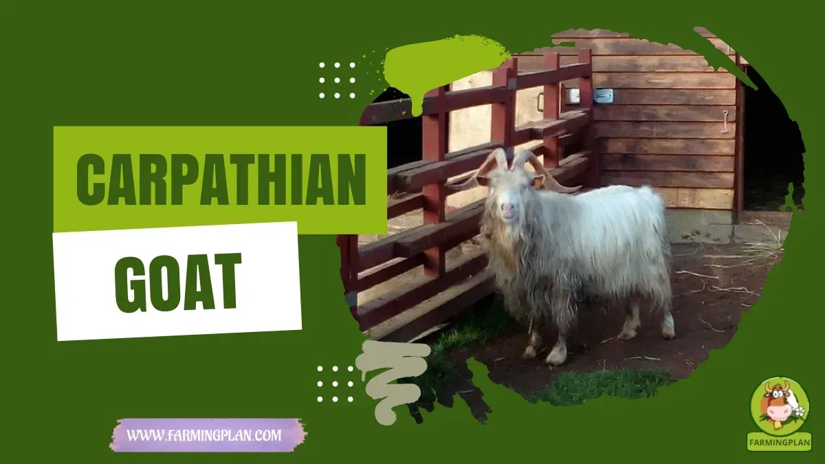 Carpathian Goat - Farming & Breed Profile Carpathian Goat characteristics, agricultural utility and breed care guide