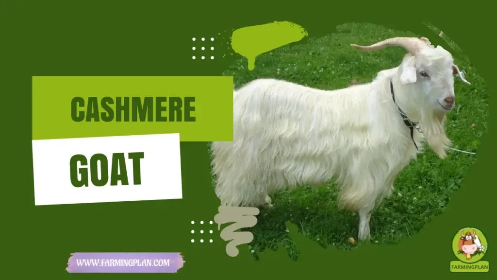 Cashmere Goat - Farming & Breed Profile Cashmere Goat Farming Guide