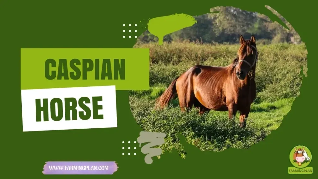 Caspian Horse characteristics, agricultural utility and breed care guide