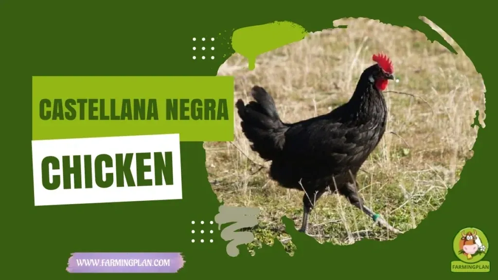 Castellana Negra Chicken characteristics, agricultural utility and breed care guide