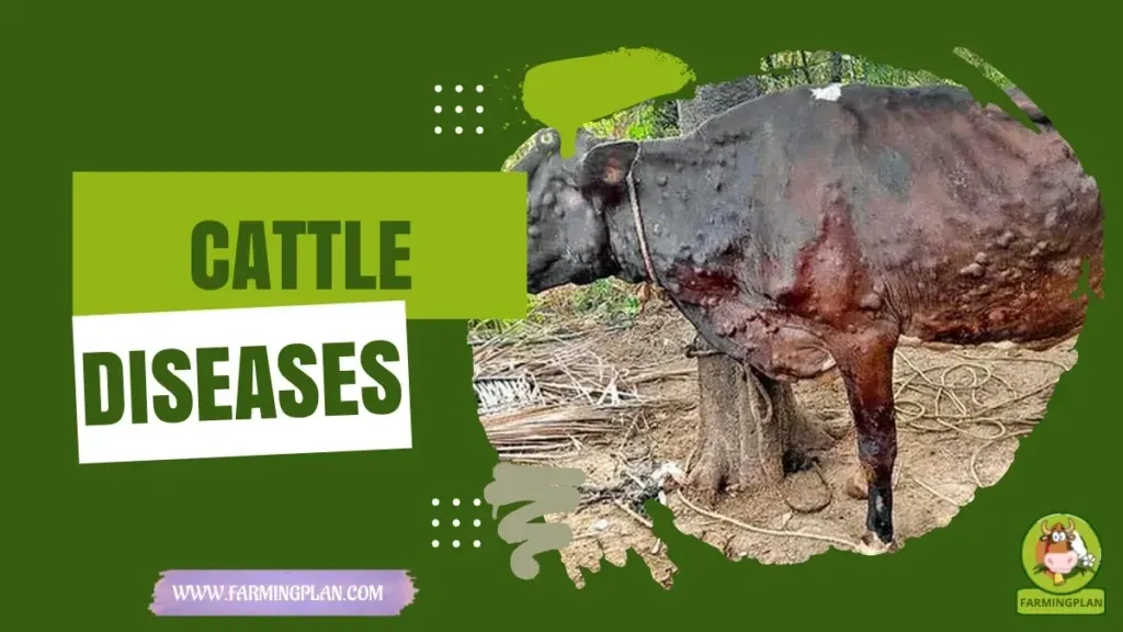 Cattle Diseases characteristics, agricultural utility and breed care guide