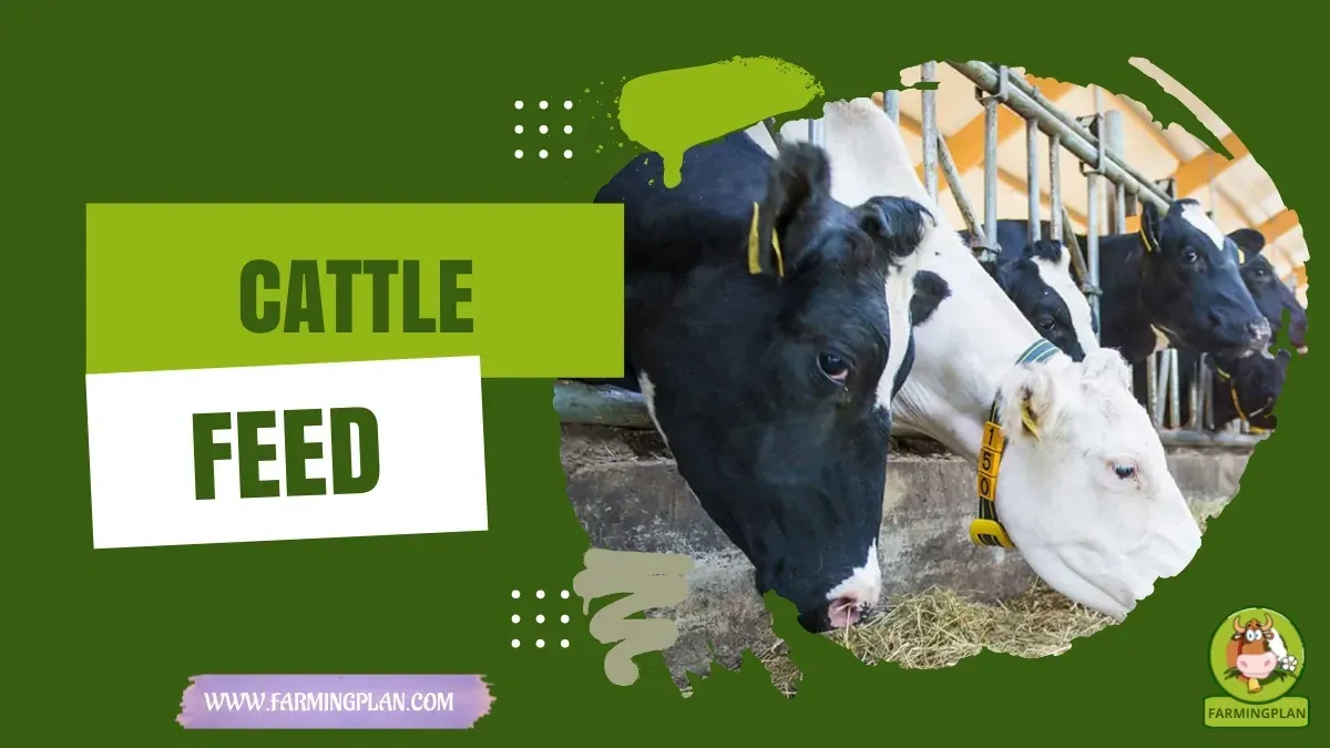 Cattle Feeding Guide - Farming & Breed Profile Cattle Feeding Guide characteristics, agricultural utility and breed care guide