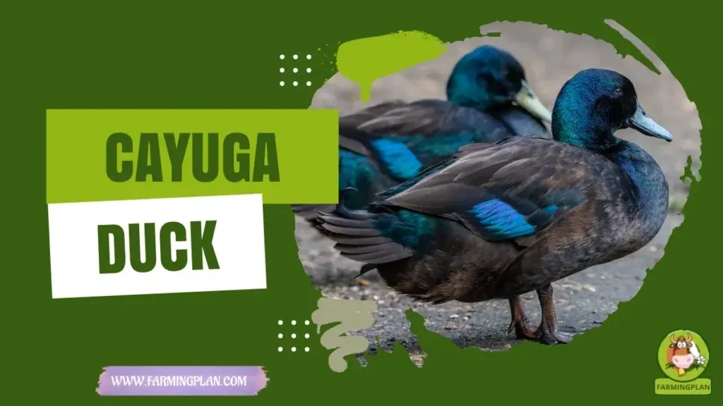 Cayuga Duck - Farming & Breed Profile Cayuga Duck characteristics, agricultural utility and breed care guide