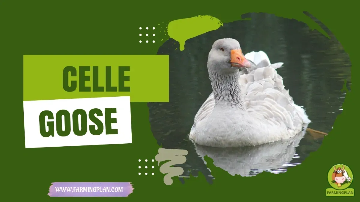Celle Goose - Farming & Breed Profile Celle Goose characteristics, agricultural utility and breed care guide