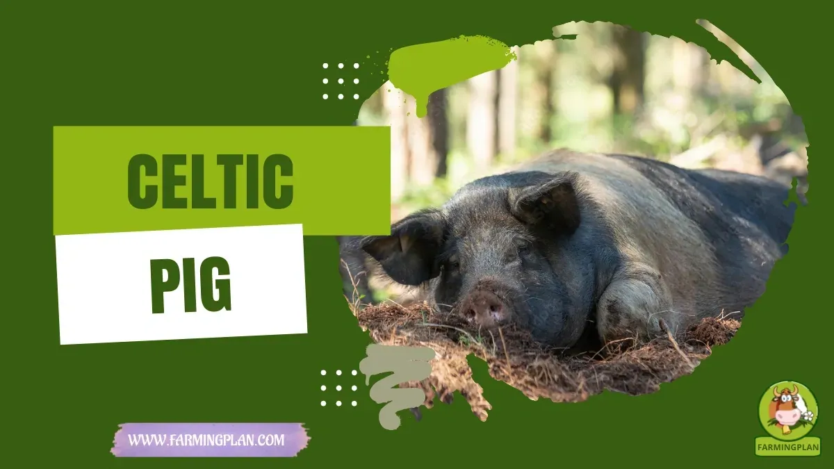 Celtic Pig - Farming & Breed Profile Celtic Pig characteristics, agricultural utility and breed care guide