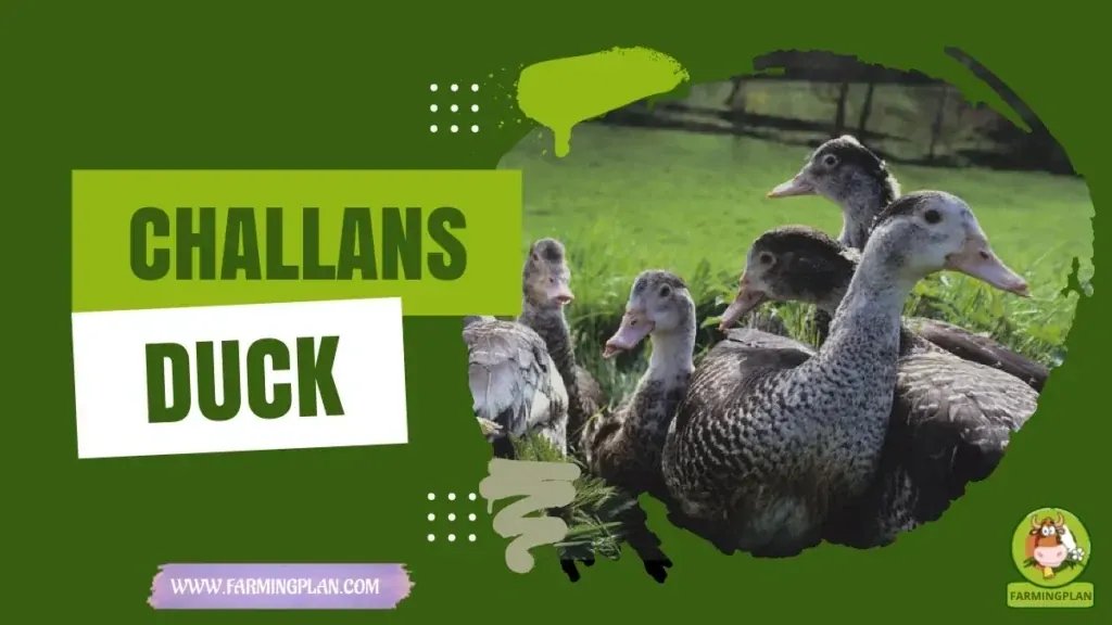 Challans Duck - Farming & Breed Profile Challans Duck characteristics, agricultural utility and breed care guide