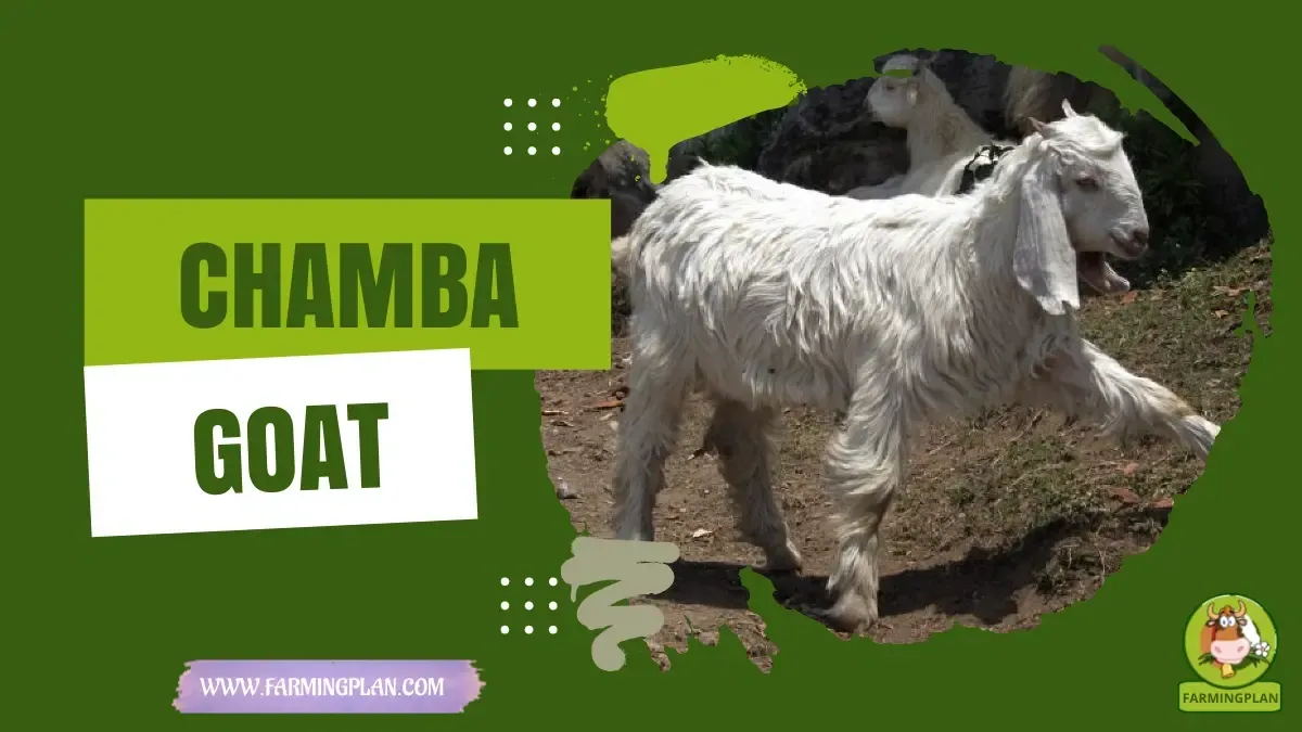 Chamba Goat characteristics, agricultural utility and breed care guide
