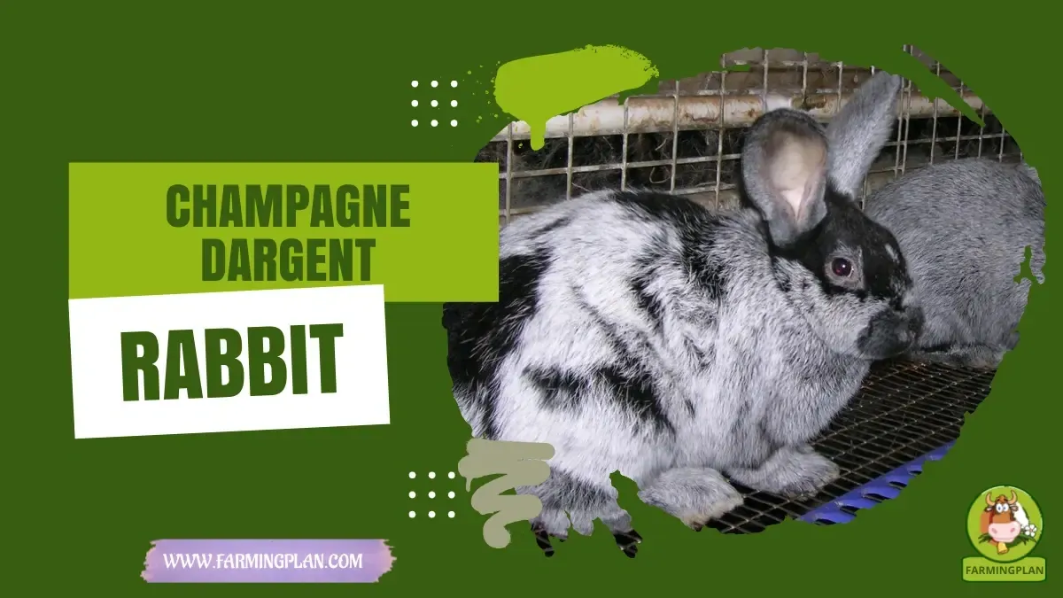 Champagne d'Argent Rabbit - Farming & Breed Profile Champagne d'Argent Rabbit