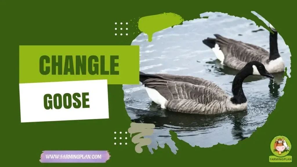 Changle Goose - Farming & Breed Profile Changle Goose characteristics, agricultural utility and breed care guide
