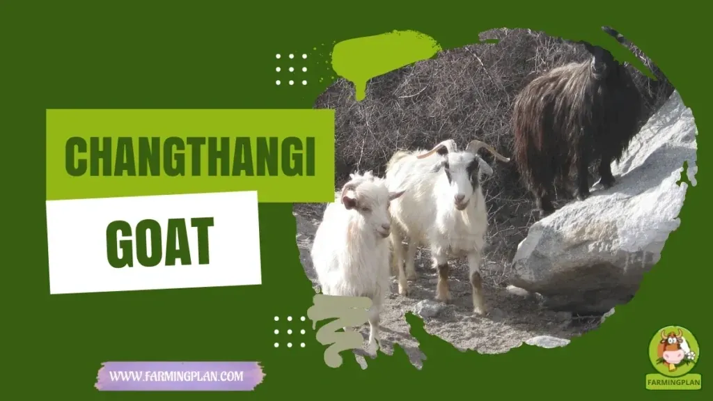 Changthangi Goat characteristics, agricultural utility and breed care guide