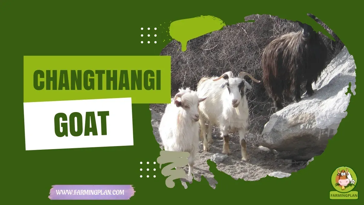 Changthangi Goat characteristics, agricultural utility and breed care guide