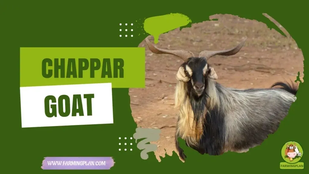 Chappar Goat characteristics, agricultural utility and breed care guide