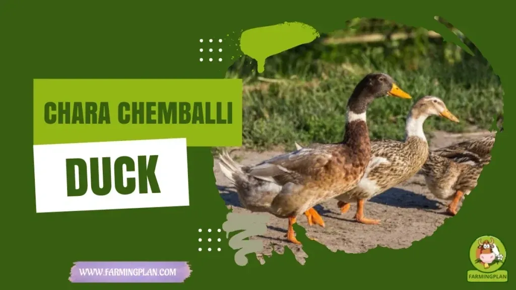Chara Chemballi Duck characteristics, agricultural utility and breed care guide