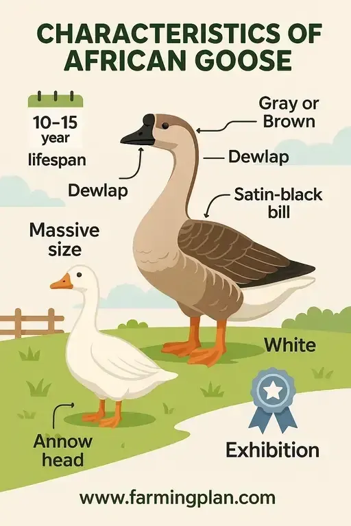 African Goose - Farming & Breed Profile characteristics of african goose