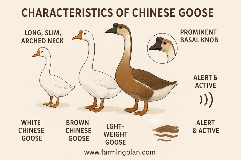 characteristics of chinese goose