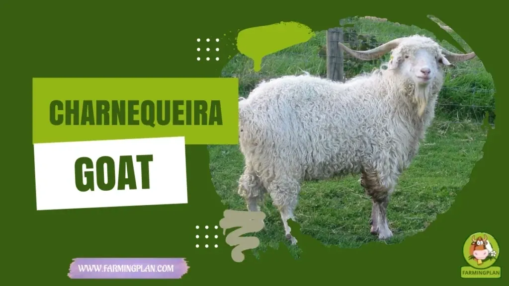 Charnequeira Goat characteristics, agricultural utility and breed care guide