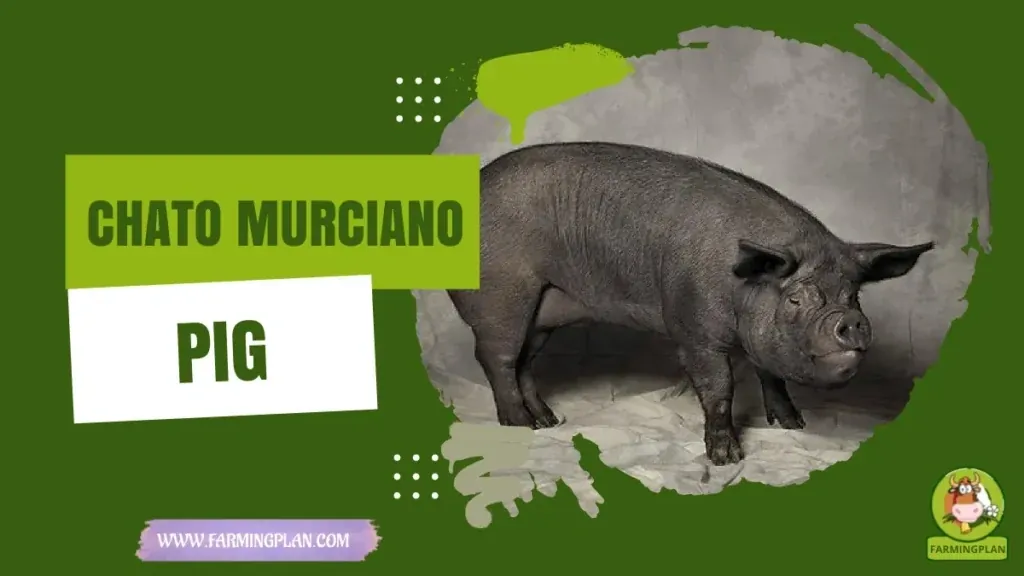 Chato Murciano Pig - Farming & Breed Profile Chato Murciano Pig characteristics, agricultural utility and breed care guide