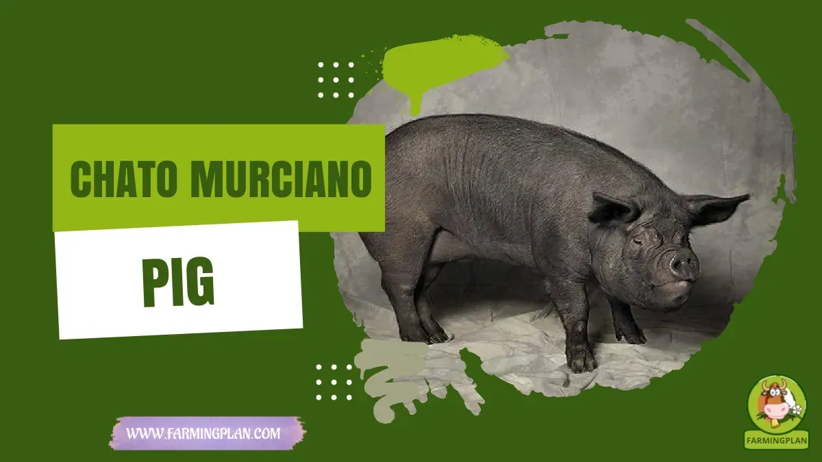 Chato Murciano Pig characteristics, agricultural utility and breed care guide