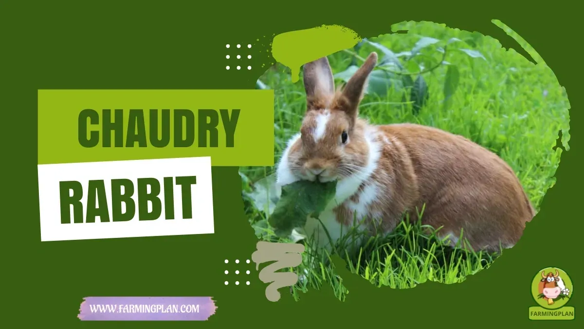 Chaudry Rabbit characteristics, agricultural utility and breed care guide